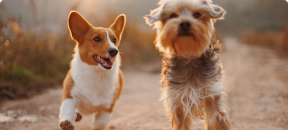 Veterinarias