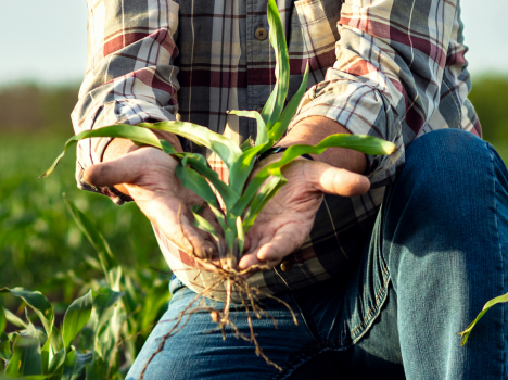 Línea de financiamiento de Amauta