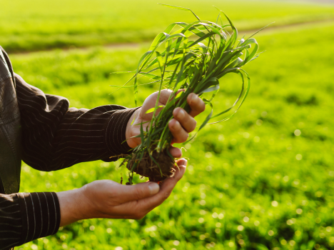 Línea de Agroinsumos de ACA