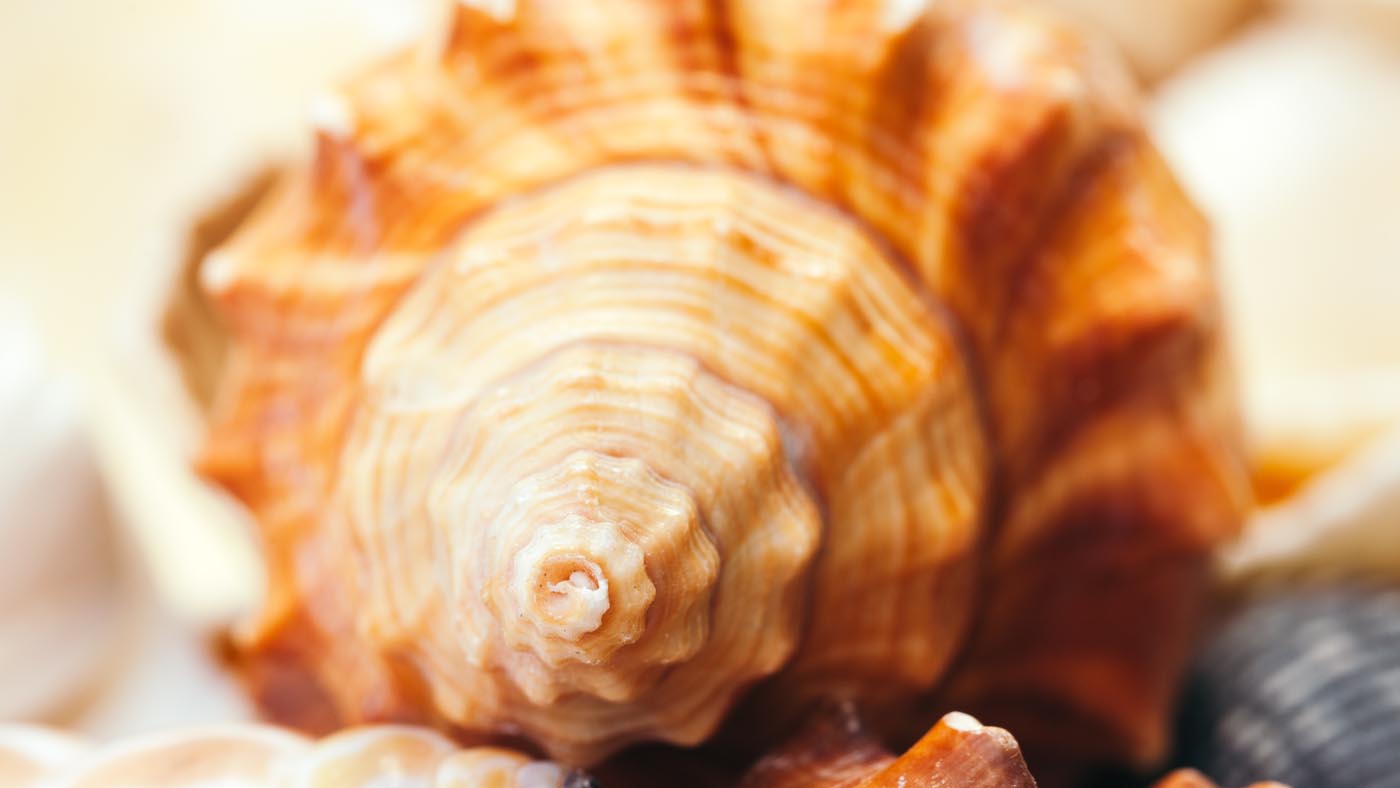 Fibonacci sequence is noticeable in sea shell