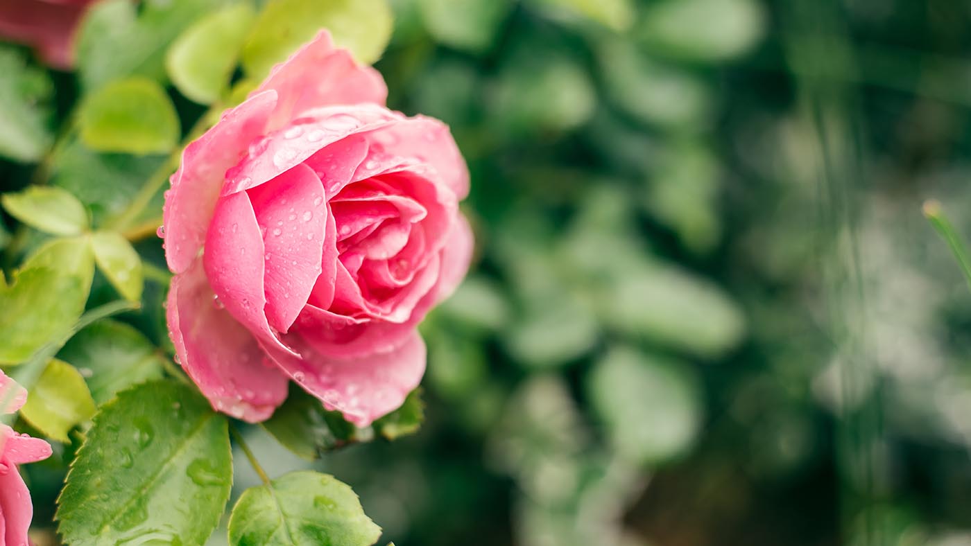 fibonacci-sequence-flower-rose-petals