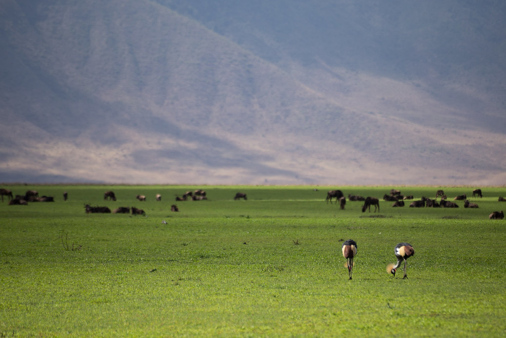 Cráter del Ngorongoro, Tanzania