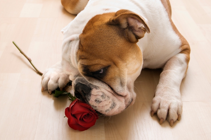 Dog-with-rose