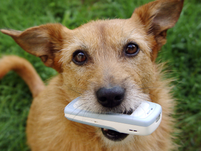 Your-Dog-Ate-What