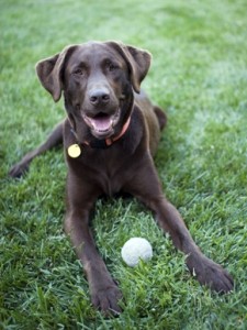 Labrador-225x300