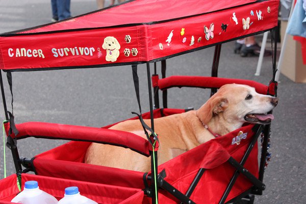 K9K-5