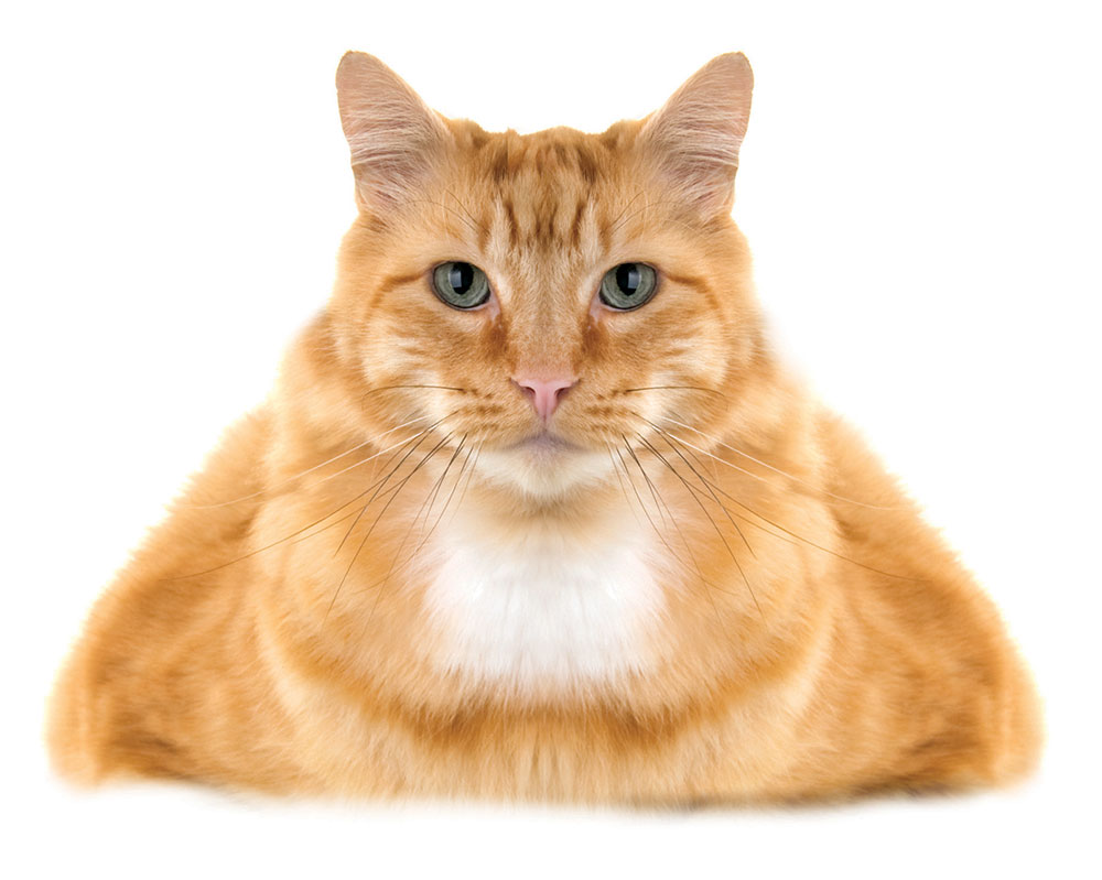 151540925_cat1