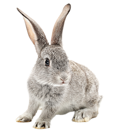 Every Petinsurance LP1 Coverage for Small Mammals Eligible Image