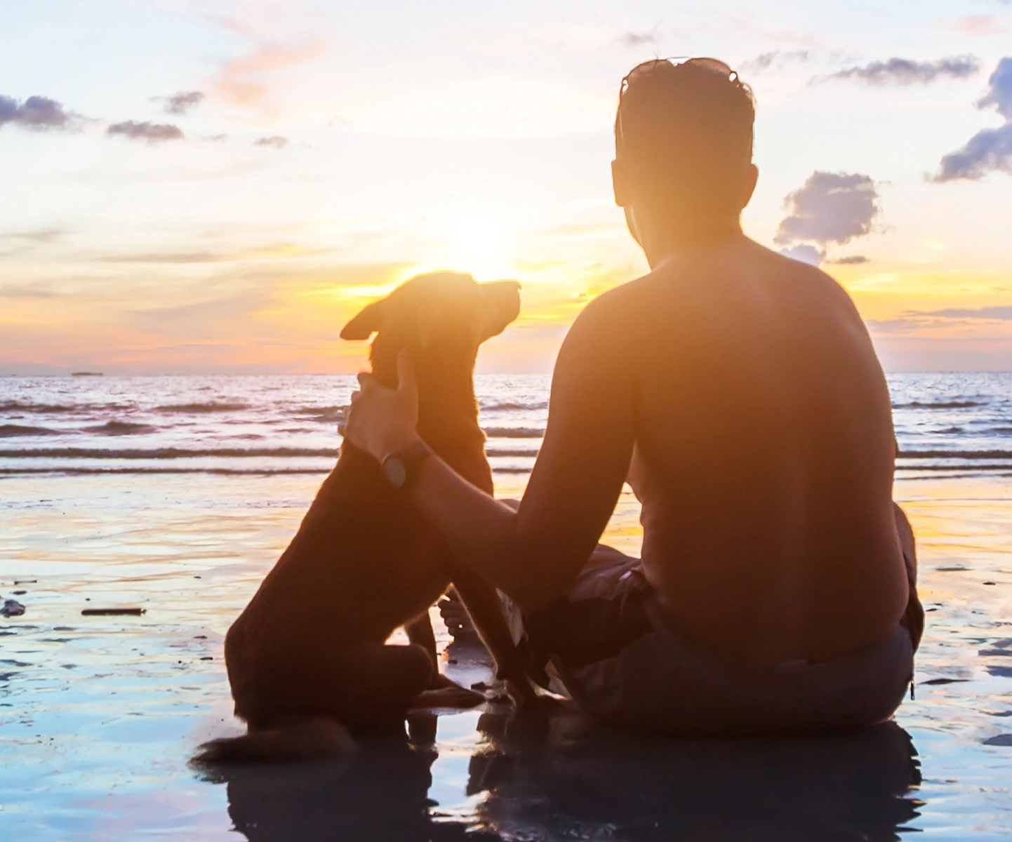Hip dysplasia coverage - Man and dog at the beach watching the sunset
