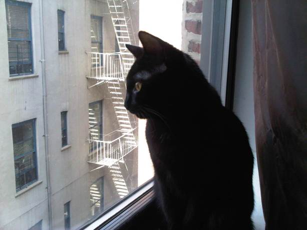 Black-Cat