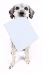 Who’s Smarter, Male or Female Dogs?