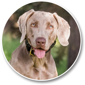 Nationwide Pet Senta