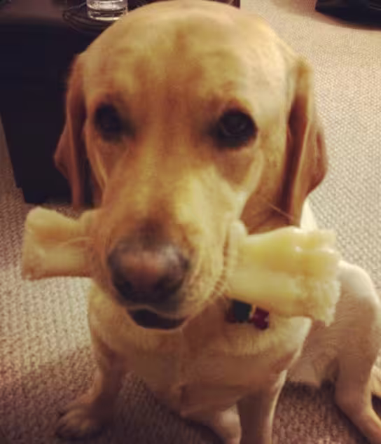 Farm Accident Lands Lab