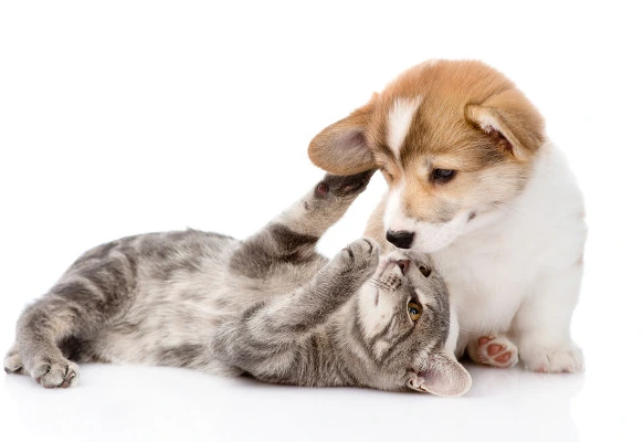 Cat and dog playing