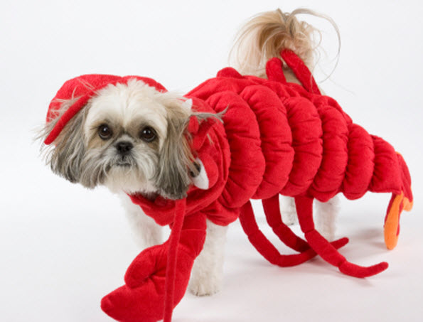 Lobster1