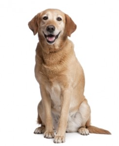 HappyLab2-245x300