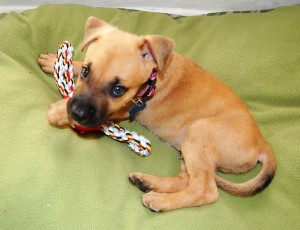 Buster-as-a-puppy-300x230