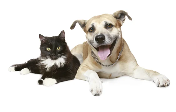 Cat and dog