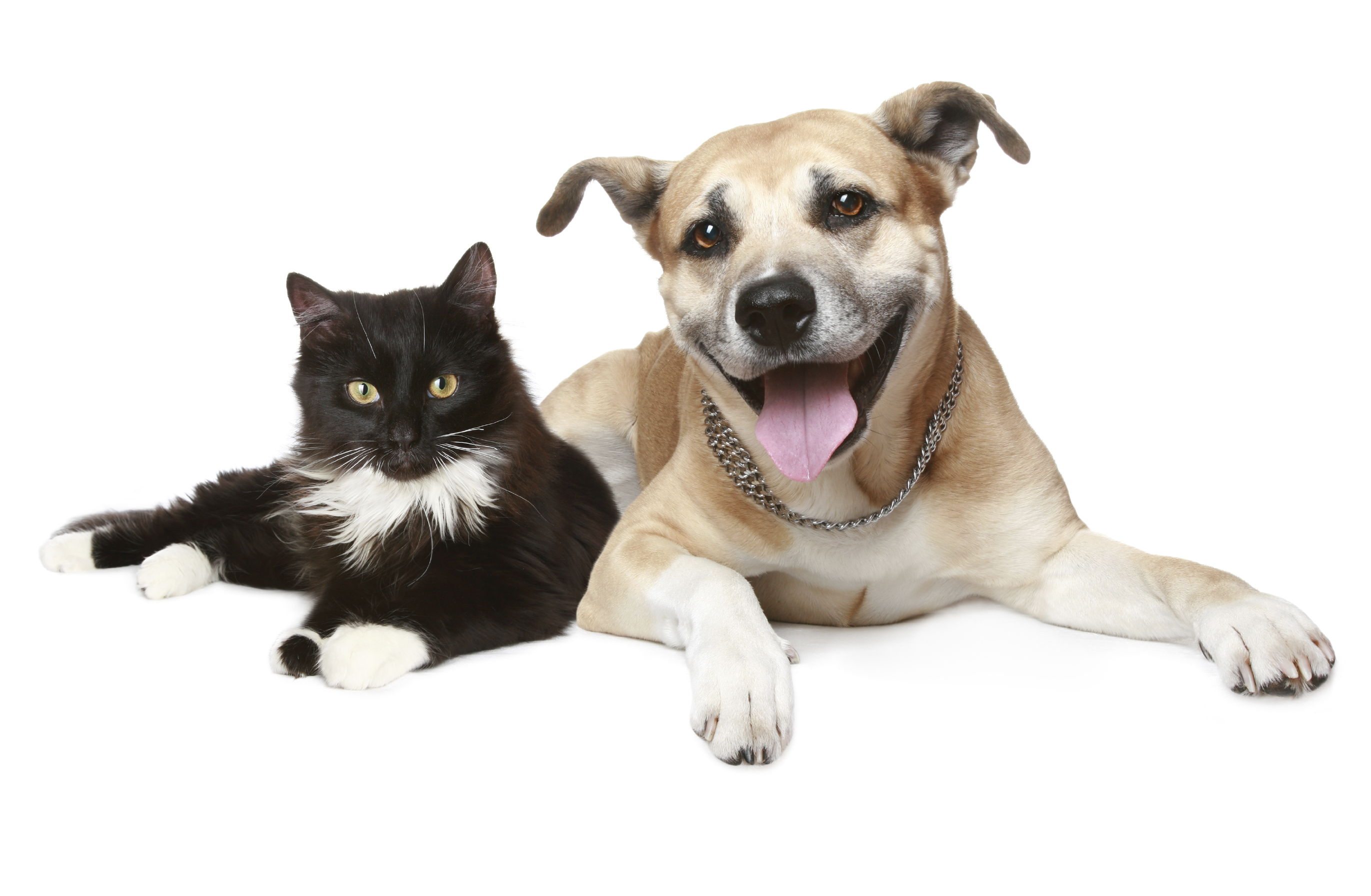iStock_000012753540Large1