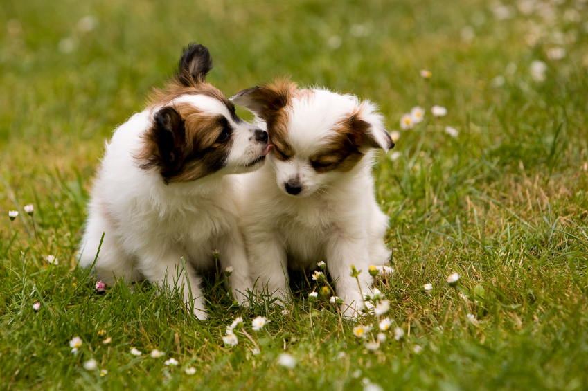 90_papillon-puppy
