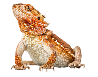 Every Petinsurance LP1 Lizard