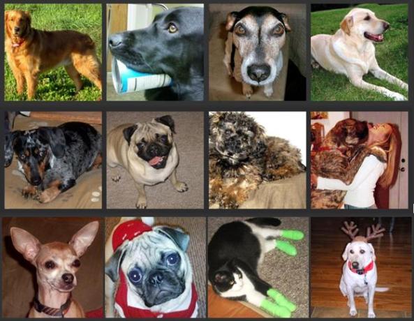 Hambone-Collage