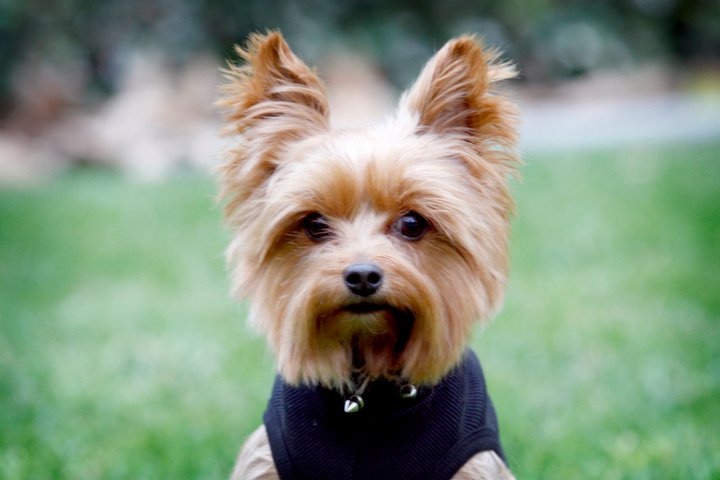 griffy
