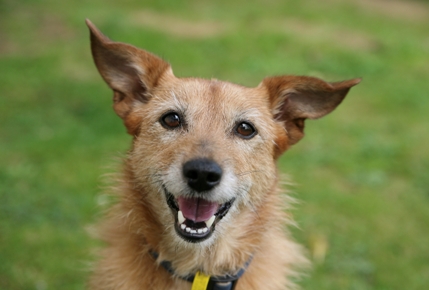 Happy-dog-looking1