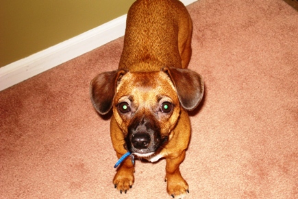 Peanut-4_HS1