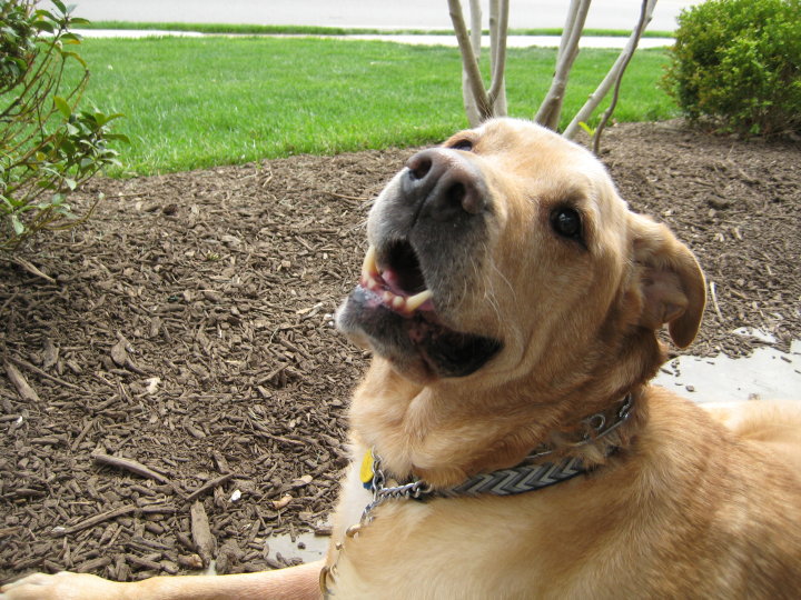 sampson