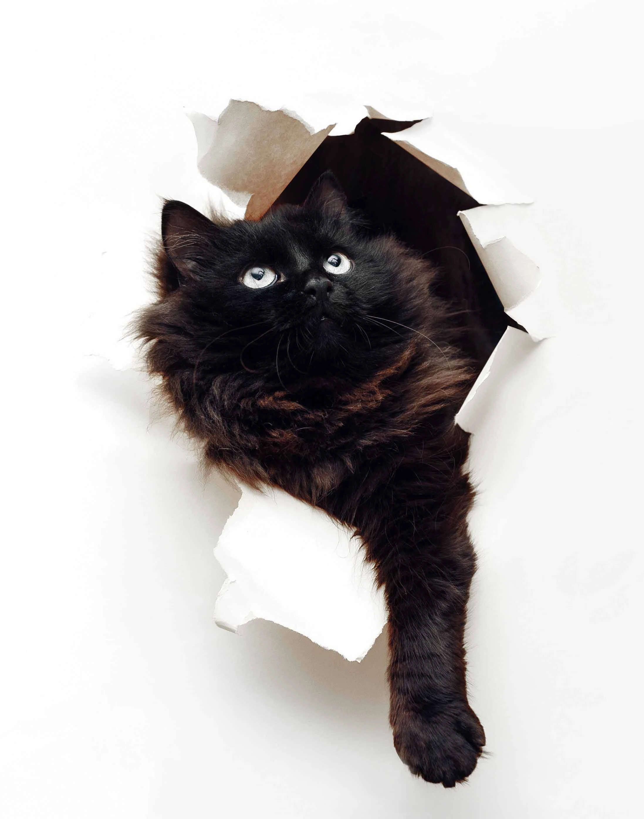 black cat