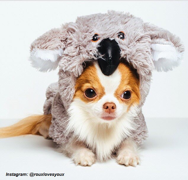Koala