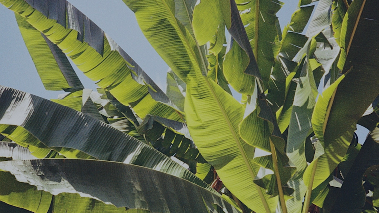 banana tree banana tree