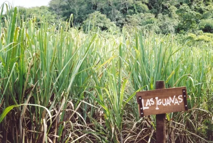 The Las Iguanas sugar cane field at the Magnifica de Faria plantation near Rio The Las Iguanas sugar cane field at the Magnifica de Faria plantation near Rio