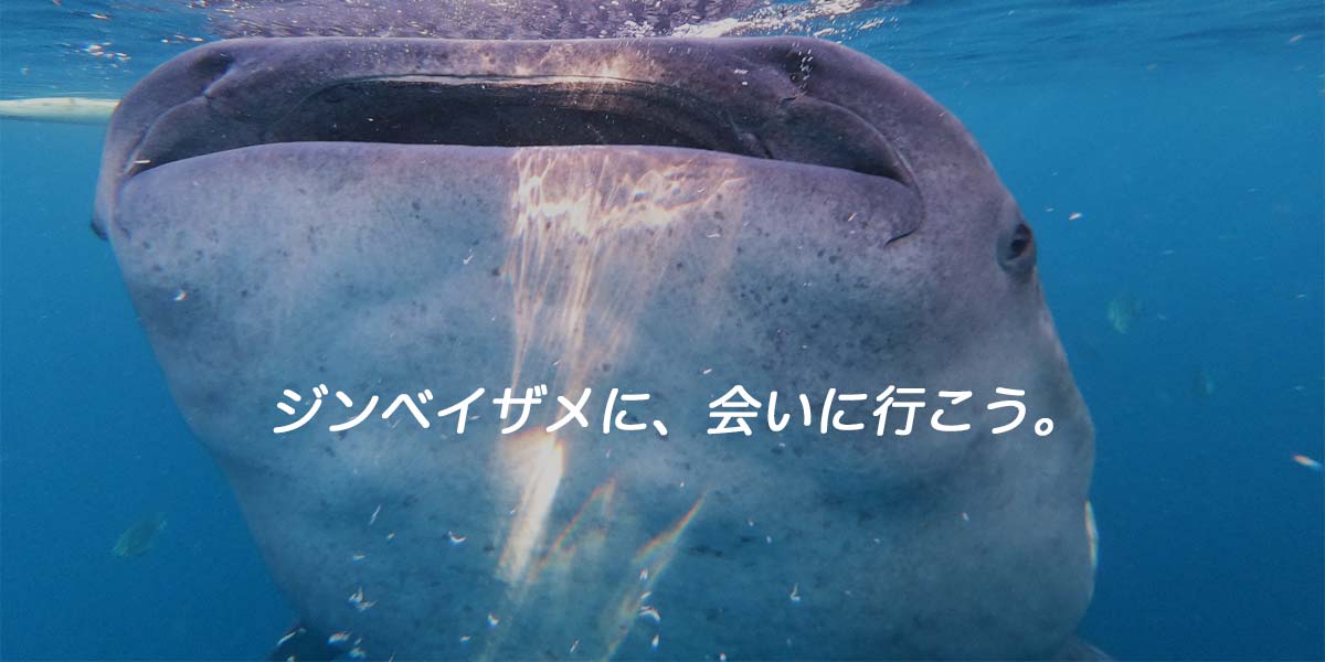 ジンベイザメに、会いに行こう。