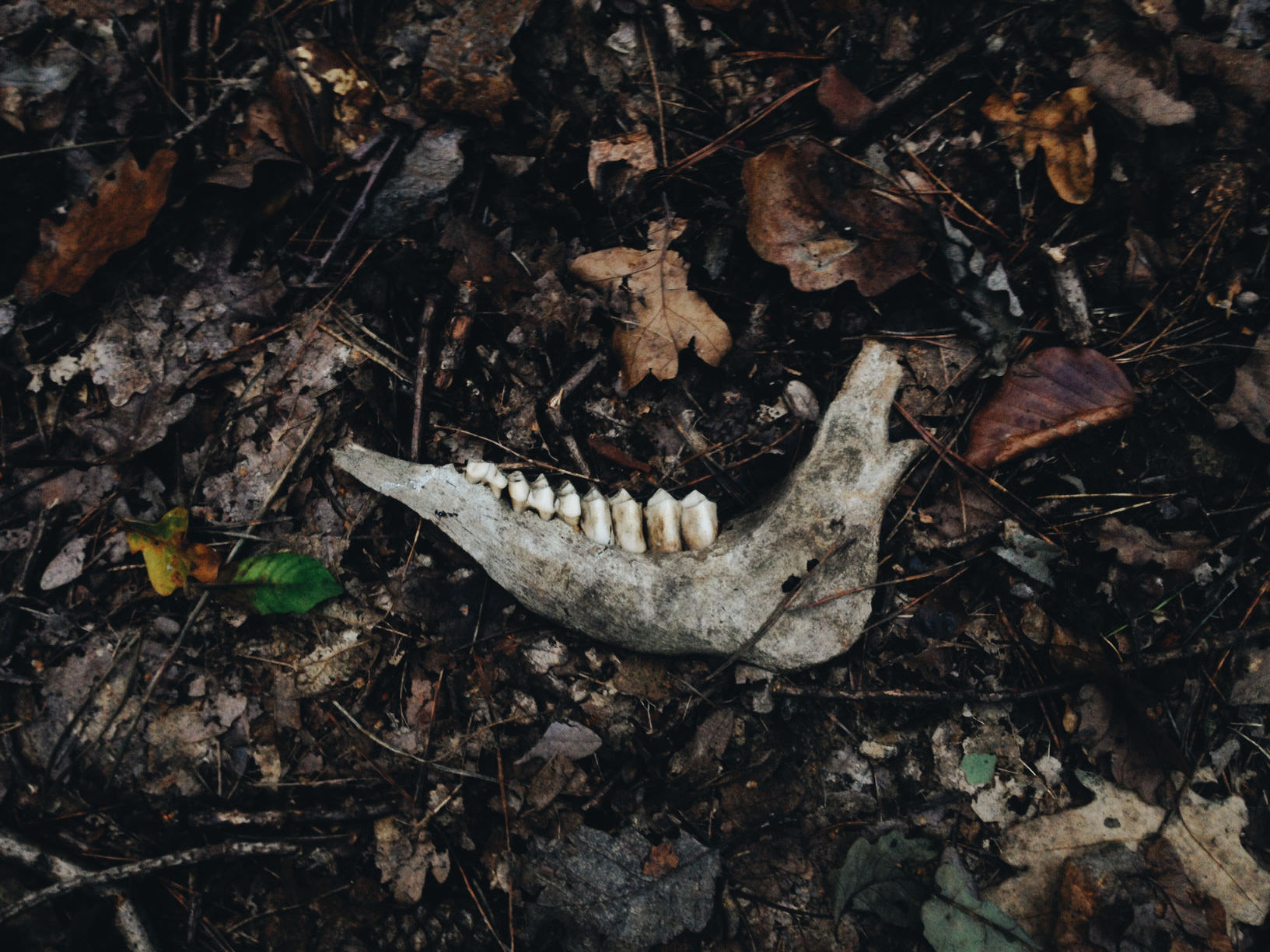 Heräävätkö yritykset seuraavaksi biodiversiteetin suojeluun?