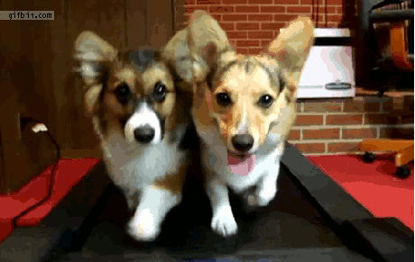 dogs