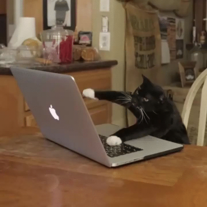 Funny Cat Working Giphy