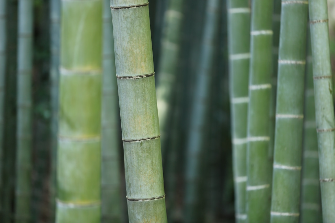 wie nachhaltig sind bambusprodukte bild 1.jpg