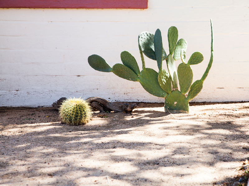 05c joshua tree