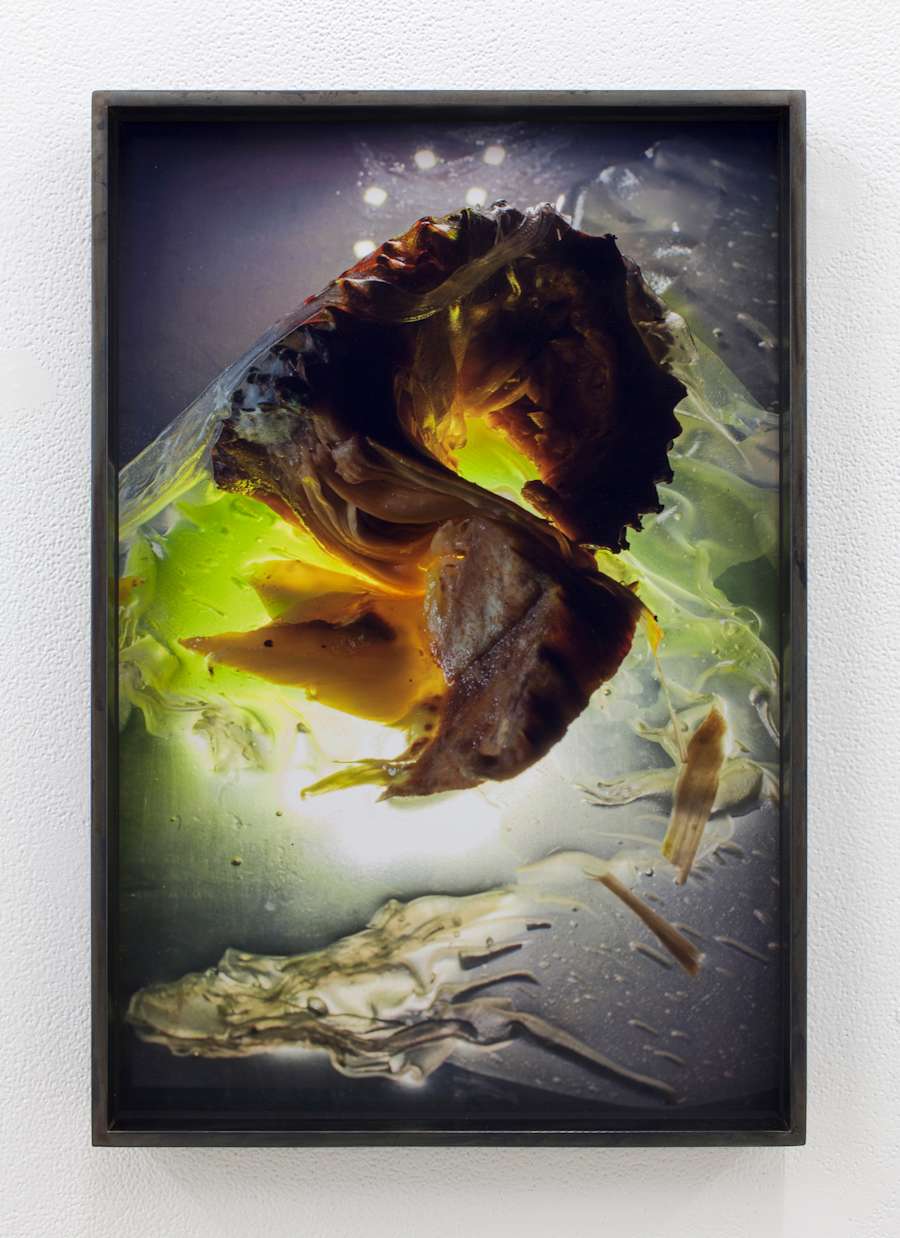 A spiny, 'S' shaped object, almost fetal, is suspended in what looks similar to a petri dish.