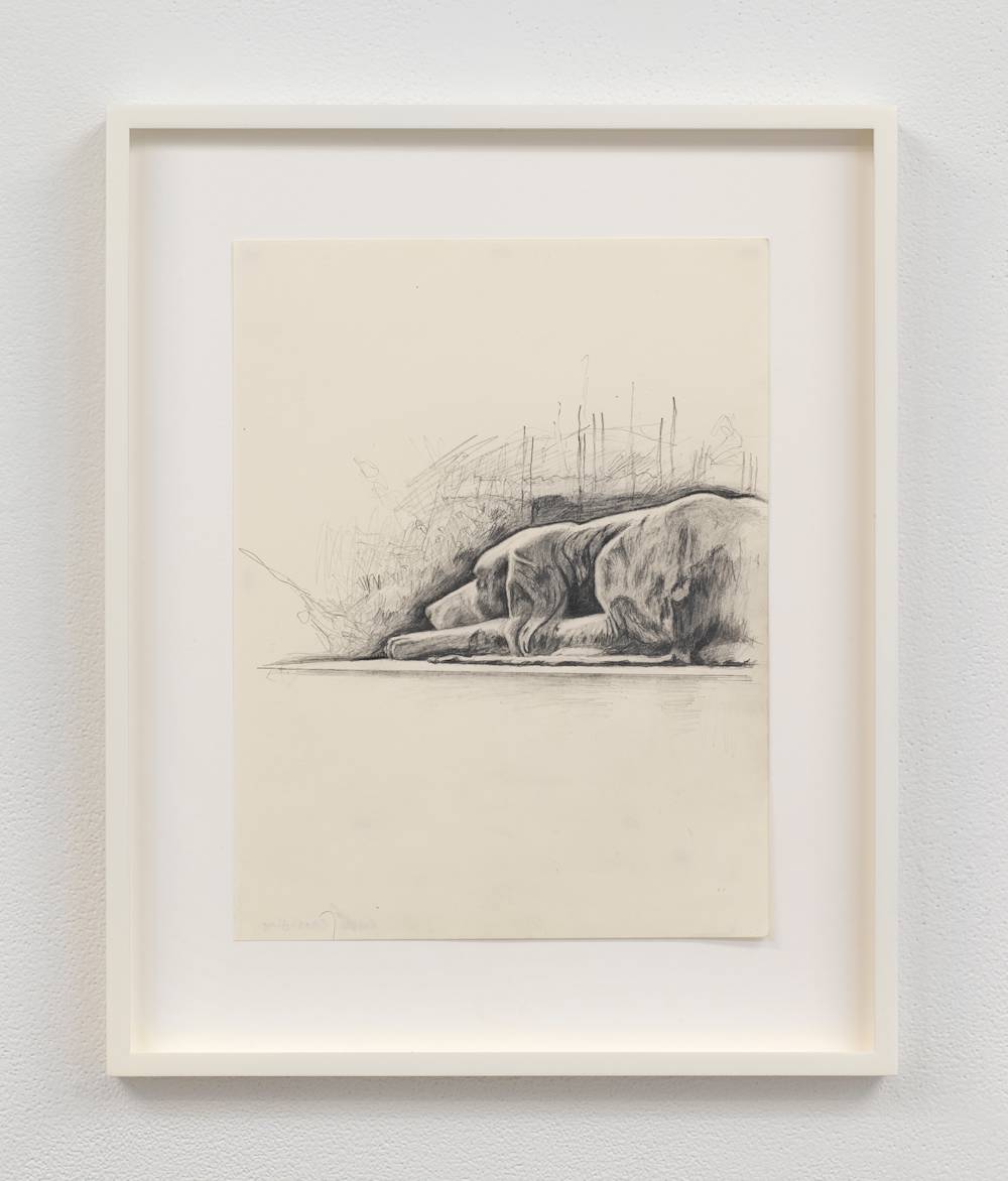 Image of a drawing framed in white and hung on a gallery wall. The drawing depicts a stone dog sculpture in a cemetery, a head and body visible only.