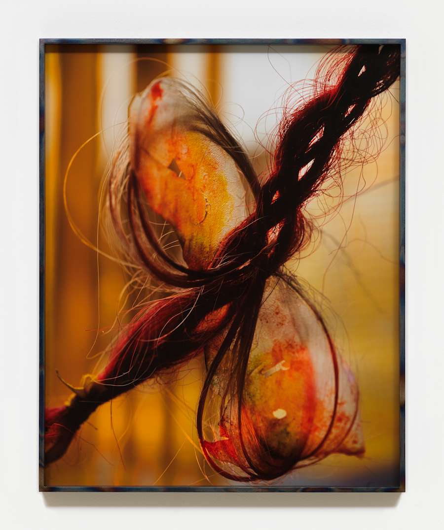 A framed photograph resembling a knot of braided hair rendered in a range of orange and red colors.