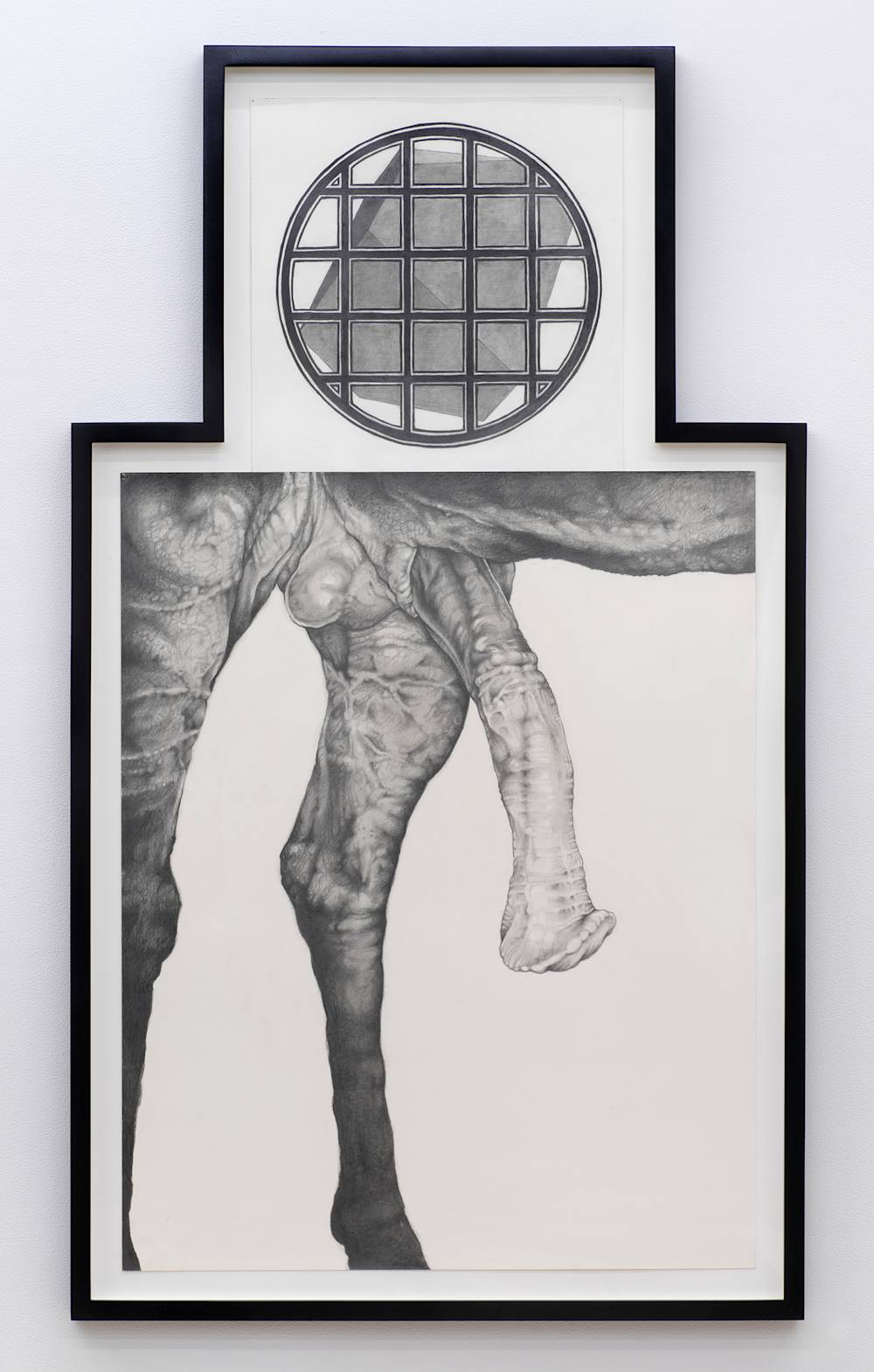 On a gallery wall a graphite drawing depicting a close-up of horse genitals. Drawn above is circular form containing a gridded, bar-like pattern in front of a cube in an irregularly shaped black frame.