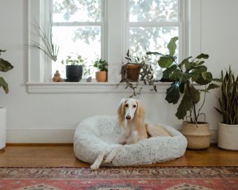 How to Shop (& Save) on Dog Beds at Target