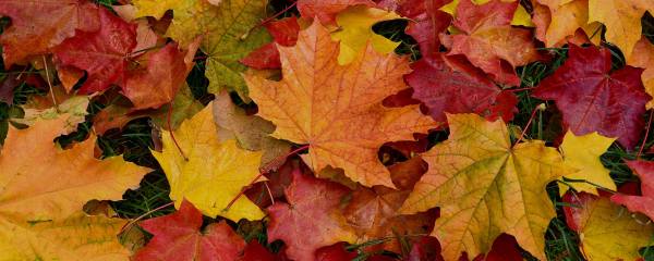 Autumn image background