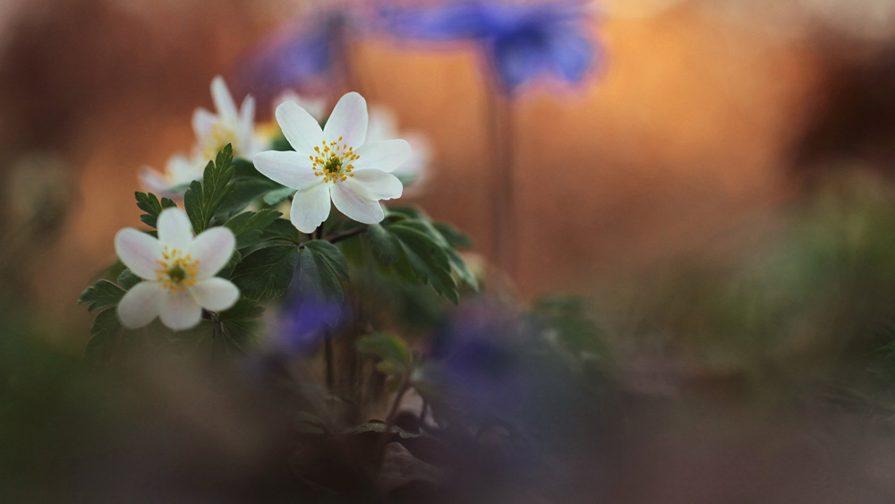 5 Photographers Share Tips on the Best Springtime Subjects