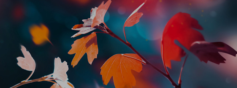 shutterstock 1491818777 B
