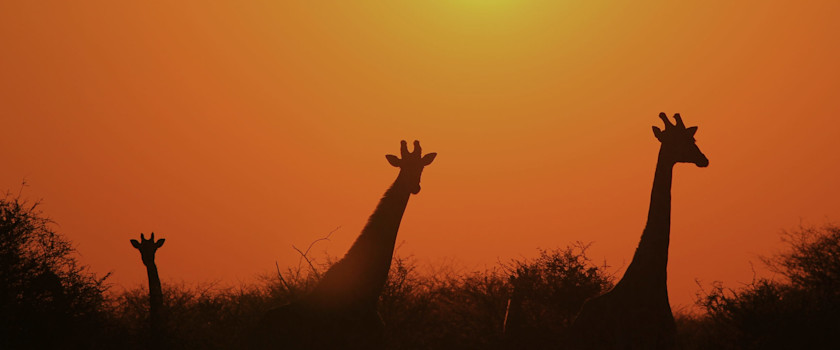 Free-animals-image