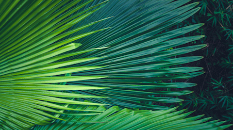 shutterstock 519614512-c